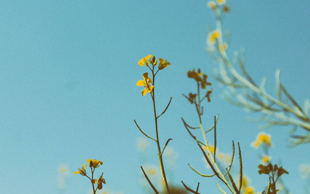 Banish those cold winter blues – it’s spring!